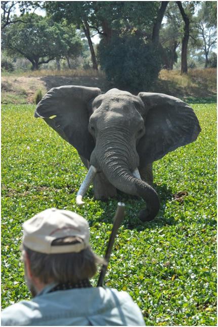 Mana Pools, Zimbabwe, Elephant